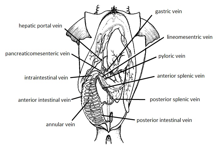 Hepatic Portal Circulation